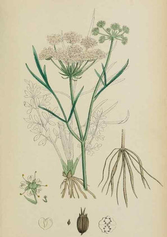 Reproducción/Reproduction 48717076113: English botany, or, Coloured figures of British plants /. London :R. Hardwicke,1863-1886.. 