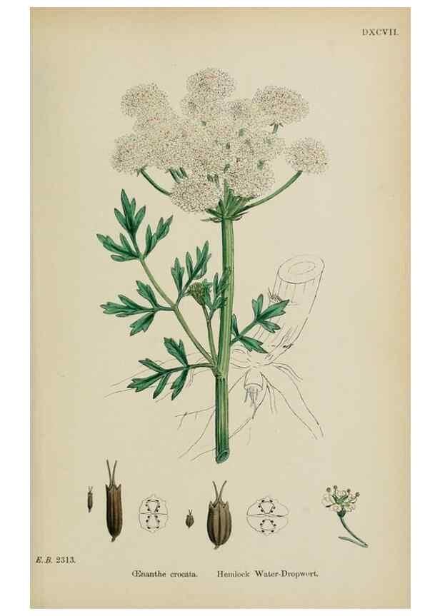 Reproducción/Reproduction 48717412386: English botany, or, Coloured figures of British plants /. London :R. Hardwicke,1863-1886.. 