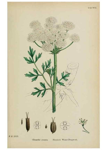 Reproducción/Reproduction 48717412386: English botany, or, Coloured figures of British plants /. London :R. Hardwicke,1863-1886.. 