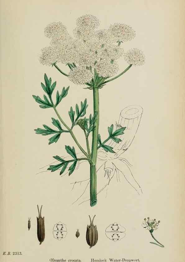 Reproducción/Reproduction 48717412386: English botany, or, Coloured figures of British plants /. London :R. Hardwicke,1863-1886.. 