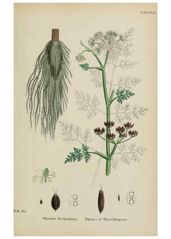 Reproducción/Reproduction 48717412631: English botany, or, Coloured figures of British plants /. London :R. Hardwicke,1863-1886.. 