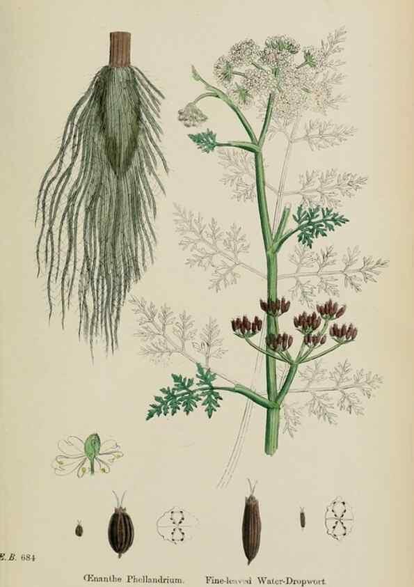Reproducción/Reproduction 48717412631: English botany, or, Coloured figures of British plants /. London :R. Hardwicke,1863-1886.. 
