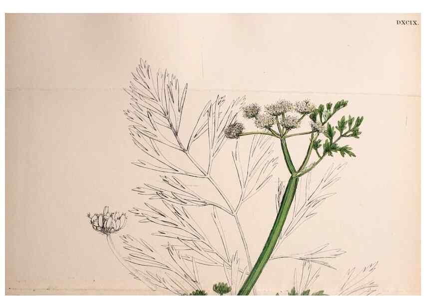 Reproducción/Reproduction 48717584937: English botany, or, Coloured figures of British plants /. London :R. Hardwicke,1863-1886.. 