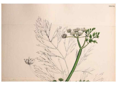 Reproducción/Reproduction 48717584937: English botany, or, Coloured figures of British plants /. London :R. Hardwicke,1863-1886.. 