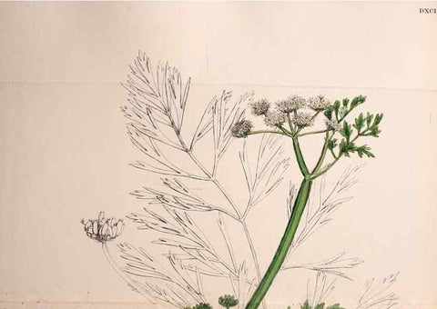Reproducción/Reproduction 48717584937: English botany, or, Coloured figures of British plants /. London :R. Hardwicke,1863-1886.. 