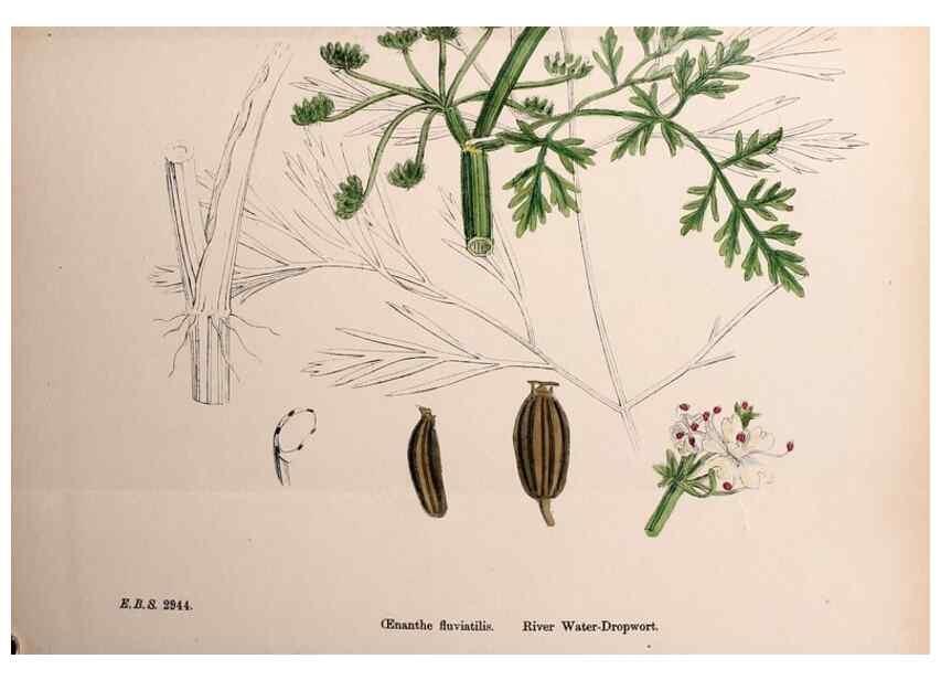Reproducción/Reproduction 48717413136: English botany, or, Coloured figures of British plants /. London :R. Hardwicke,1863-1886.. 