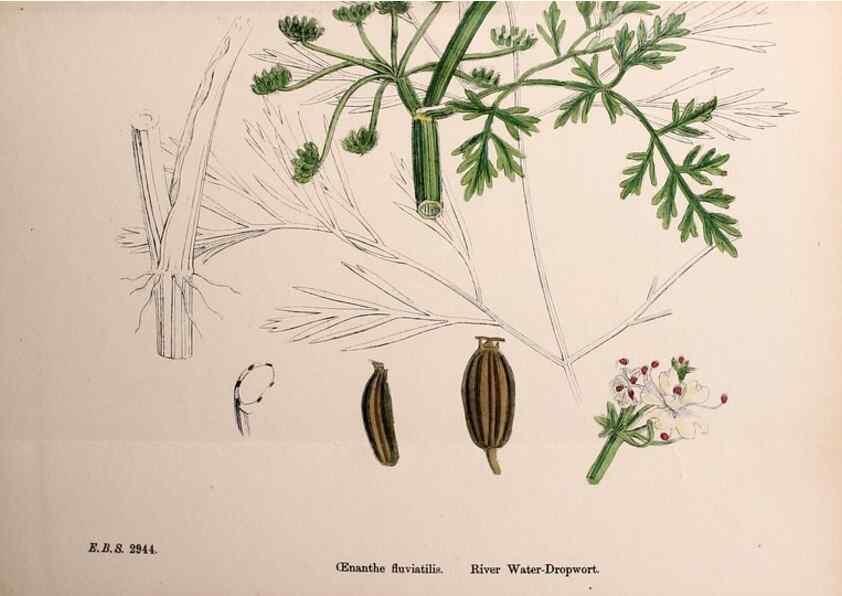 Reproducción/Reproduction 48717413136: English botany, or, Coloured figures of British plants /. London :R. Hardwicke,1863-1886.. 