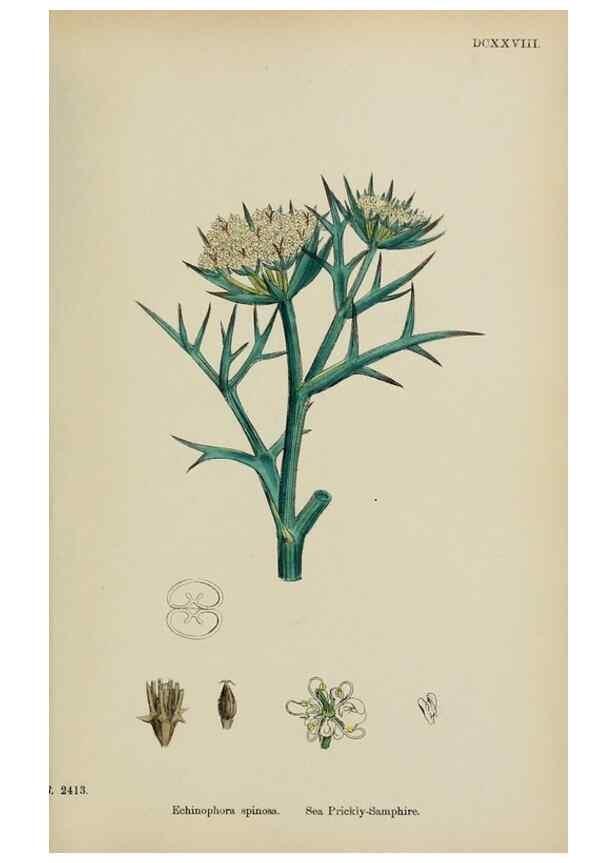 Reproducción/Reproduction 48717592407: English botany, or, Coloured figures of British plants /. London :R. Hardwicke,1863-1886.. 