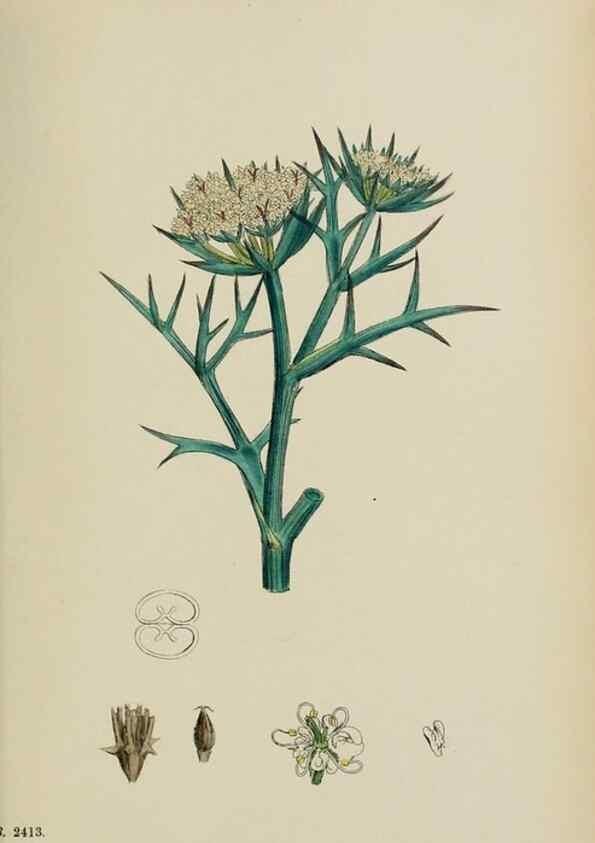 Reproducción/Reproduction 48717592407: English botany, or, Coloured figures of British plants /. London :R. Hardwicke,1863-1886.. 
