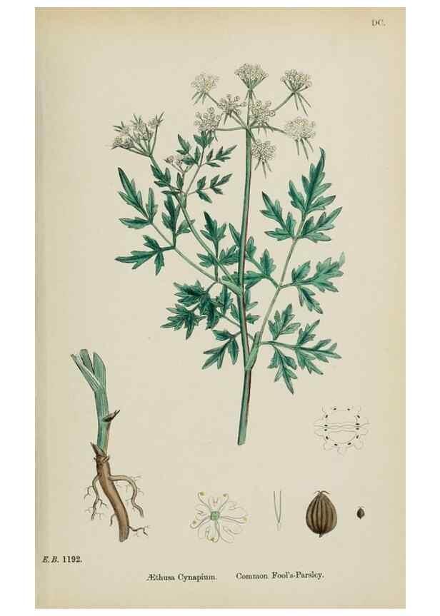 Reproducción/Reproduction 48717585387: English botany, or, Coloured figures of British plants /. London :R. Hardwicke,1863-1886.. 