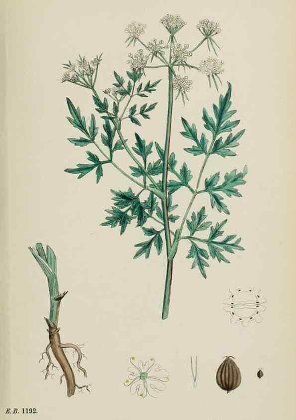 Reproducción/Reproduction 48717585387: English botany, or, Coloured figures of British plants /. London :R. Hardwicke,1863-1886.. 