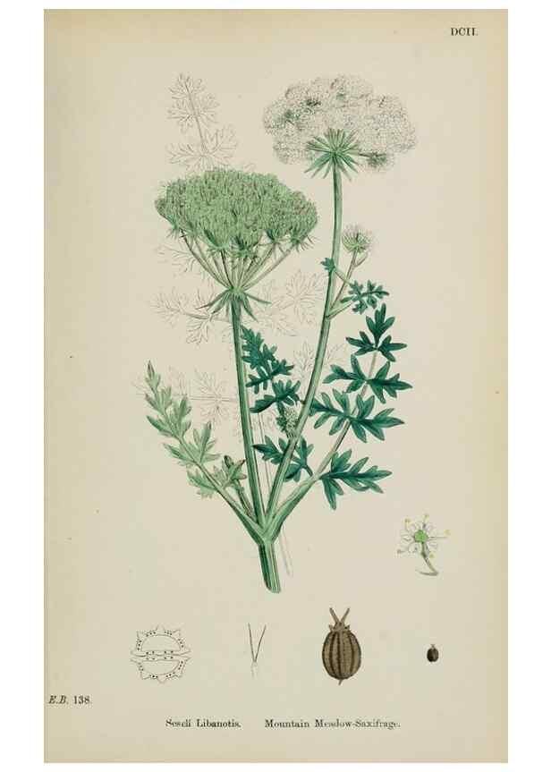Reproducción/Reproduction 48717078033: English botany, or, Coloured figures of British plants /. London :R. Hardwicke,1863-1886.. 