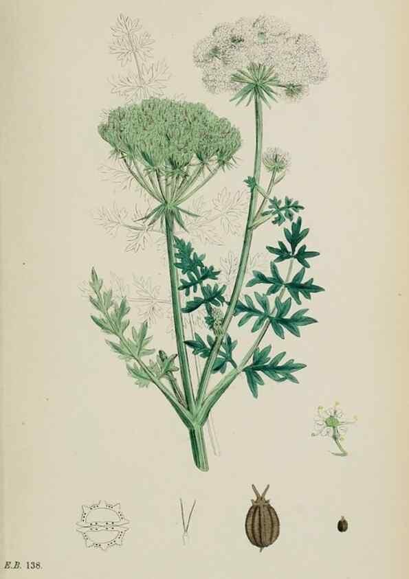 Reproducción/Reproduction 48717078033: English botany, or, Coloured figures of British plants /. London :R. Hardwicke,1863-1886.. 
