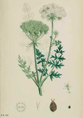Reproducción/Reproduction 48717078033: English botany, or, Coloured figures of British plants /. London :R. Hardwicke,1863-1886.. 