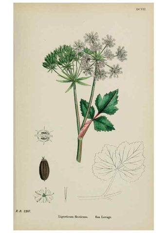 Reproducción/Reproduction 48717078293: English botany, or, Coloured figures of British plants /. London :R. Hardwicke,1863-1886.. 