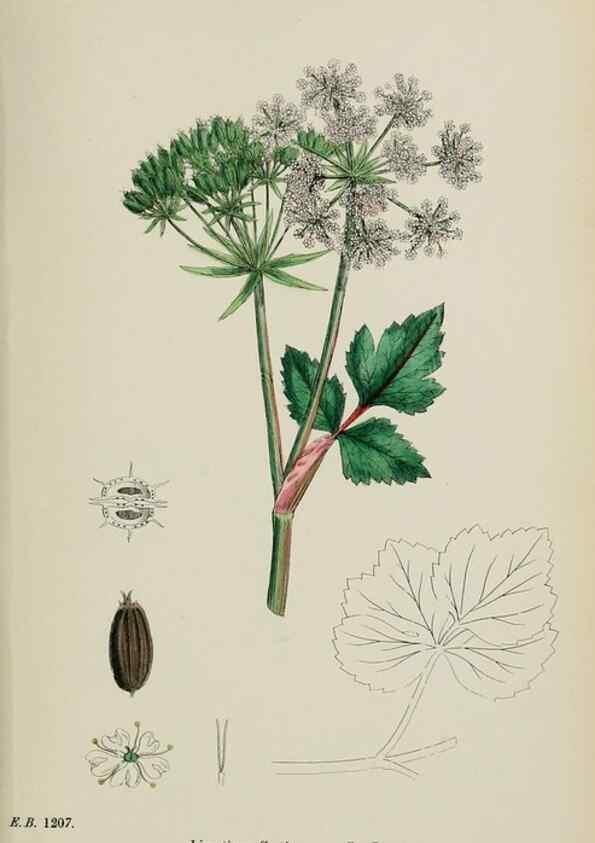 Reproducción/Reproduction 48717078293: English botany, or, Coloured figures of British plants /. London :R. Hardwicke,1863-1886.. 