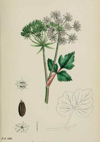 Reproducción/Reproduction 48717078293: English botany, or, Coloured figures of British plants /. London :R. Hardwicke,1863-1886.. 