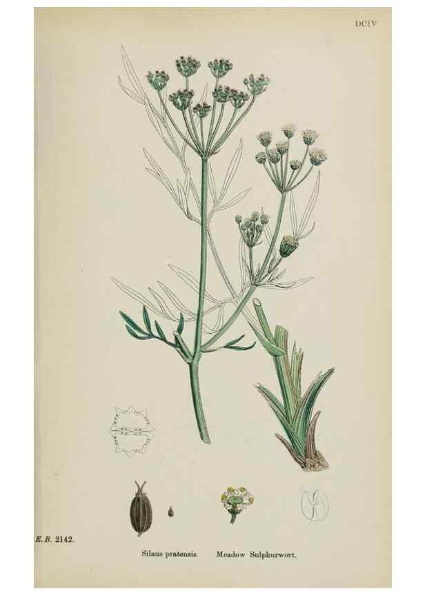 Reproducción/Reproduction 48717414566: English botany, or, Coloured figures of British plants /. London :R. Hardwicke,1863-1886.. 
