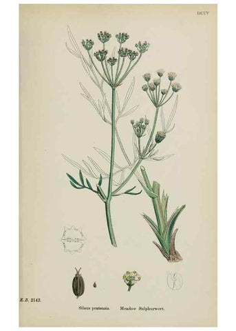 Reproducción/Reproduction 48717414566: English botany, or, Coloured figures of British plants /. London :R. Hardwicke,1863-1886.. 