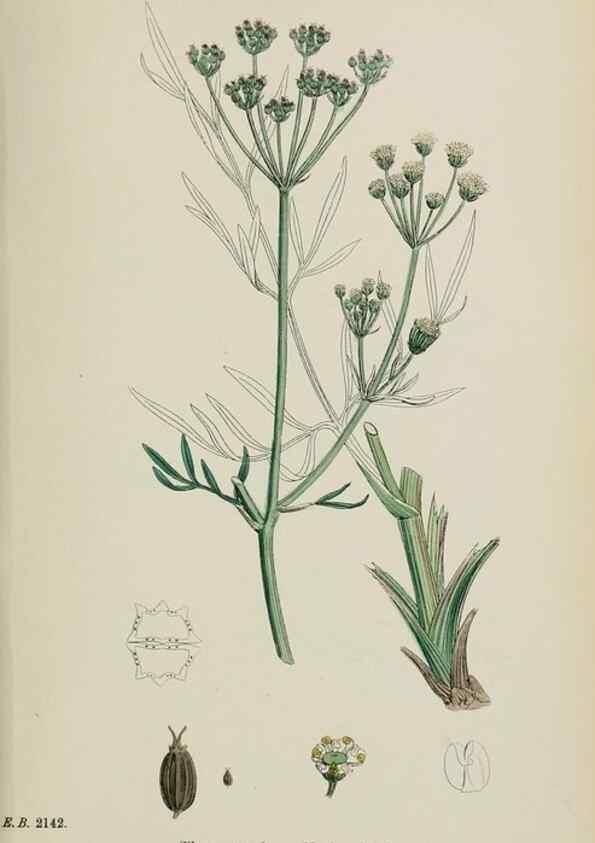 Reproducción/Reproduction 48717414566: English botany, or, Coloured figures of British plants /. London :R. Hardwicke,1863-1886.. 