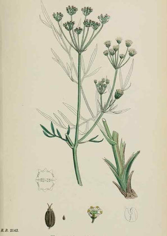 Reproducción/Reproduction 48717414566: English botany, or, Coloured figures of British plants /. London :R. Hardwicke,1863-1886.. 