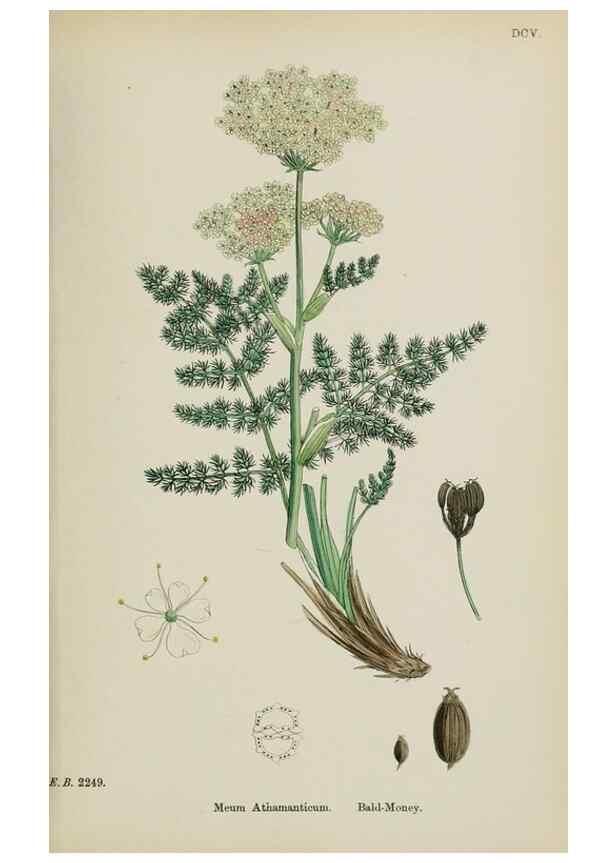 Reproducción/Reproduction 48717414961: English botany, or, Coloured figures of British plants /. London :R. Hardwicke,1863-1886.. 