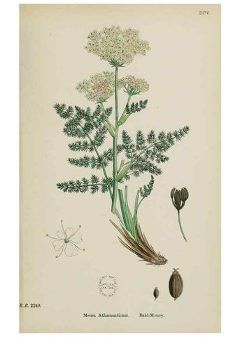Reproducción/Reproduction 48717414961: English botany, or, Coloured figures of British plants /. London :R. Hardwicke,1863-1886.. 