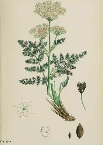 Reproducción/Reproduction 48717414961: English botany, or, Coloured figures of British plants /. London :R. Hardwicke,1863-1886.. 