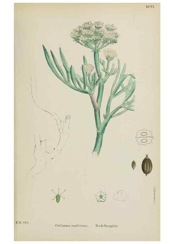 Reproducción/Reproduction 48717415221: English botany, or, Coloured figures of British plants /. London :R. Hardwicke,1863-1886.. 