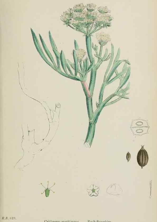 Reproducción/Reproduction 48717415221: English botany, or, Coloured figures of British plants /. London :R. Hardwicke,1863-1886.. 