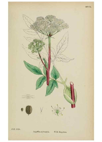 Reproducción/Reproduction 48717587302: English botany, or, Coloured figures of British plants /. London :R. Hardwicke,1863-1886.. 