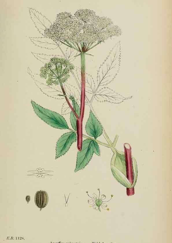 Reproducción/Reproduction 48717587302: English botany, or, Coloured figures of British plants /. London :R. Hardwicke,1863-1886.. 