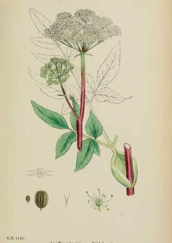 Reproducción/Reproduction 48717587302: English botany, or, Coloured figures of British plants /. London :R. Hardwicke,1863-1886.. 