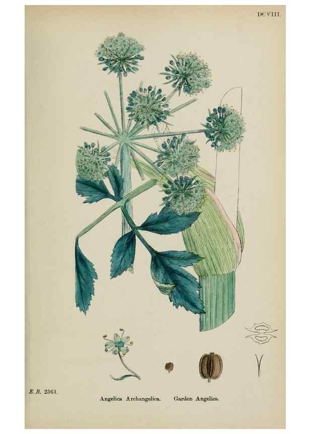Reproducción/Reproduction 48717079773: English botany, or, Coloured figures of British plants /. London :R. Hardwicke,1863-1886.. 