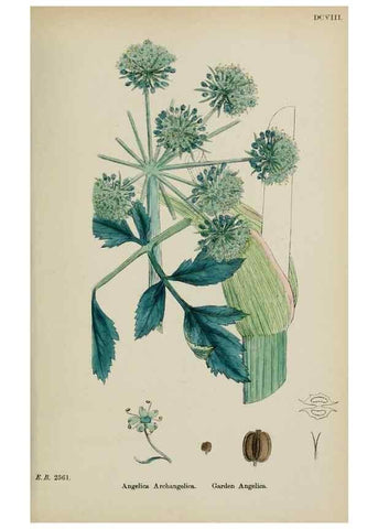Reproducción/Reproduction 48717079773: English botany, or, Coloured figures of British plants /. London :R. Hardwicke,1863-1886.. 