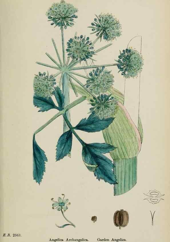 Reproducción/Reproduction 48717079773: English botany, or, Coloured figures of British plants /. London :R. Hardwicke,1863-1886.. 