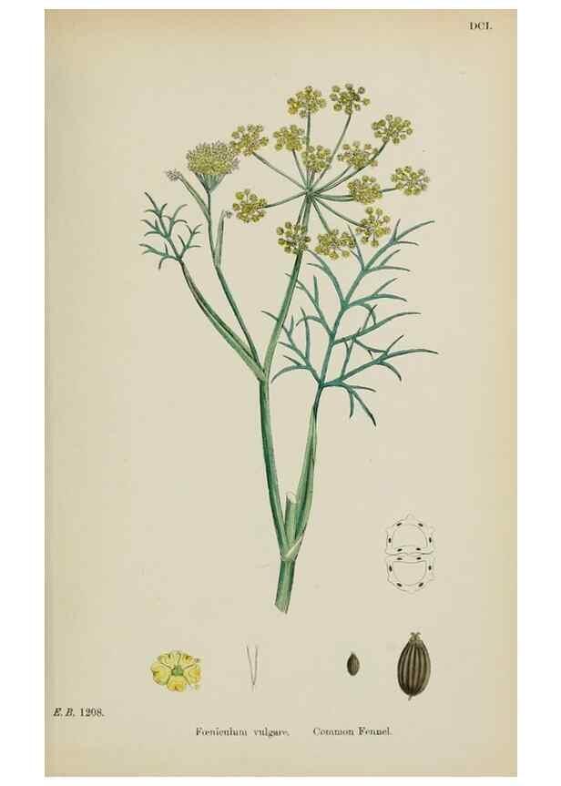 Reproducción/Reproduction 48717585672: English botany, or, Coloured figures of British plants /. London :R. Hardwicke,1863-1886.. 