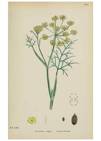 Reproducción/Reproduction 48717585672: English botany, or, Coloured figures of British plants /. London :R. Hardwicke,1863-1886.. 