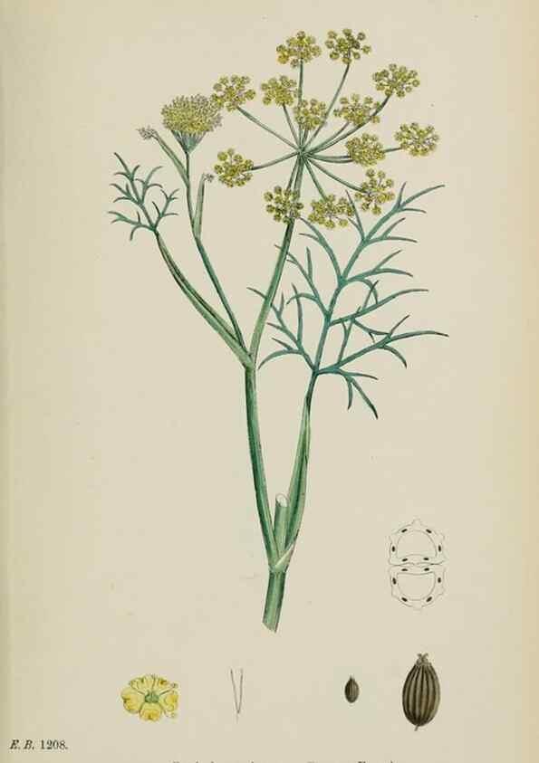Reproducción/Reproduction 48717585672: English botany, or, Coloured figures of British plants /. London :R. Hardwicke,1863-1886.. 