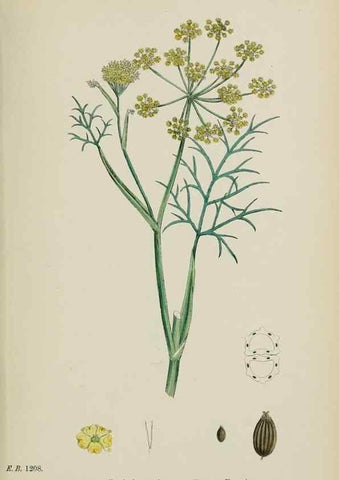 Reproducción/Reproduction 48717585672: English botany, or, Coloured figures of British plants /. London :R. Hardwicke,1863-1886.. 
