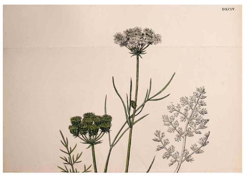 Reproducción/Reproduction 48717411341: English botany, or, Coloured figures of British plants /. London :R. Hardwicke,1863-1886.. 