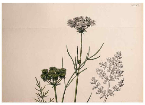 Reproducción/Reproduction 48717411341: English botany, or, Coloured figures of British plants /. London :R. Hardwicke,1863-1886.. 