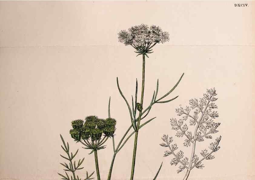 Reproducción/Reproduction 48717411341: English botany, or, Coloured figures of British plants /. London :R. Hardwicke,1863-1886.. 