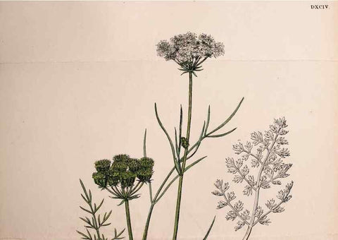 Reproducción/Reproduction 48717411341: English botany, or, Coloured figures of British plants /. London :R. Hardwicke,1863-1886.. 