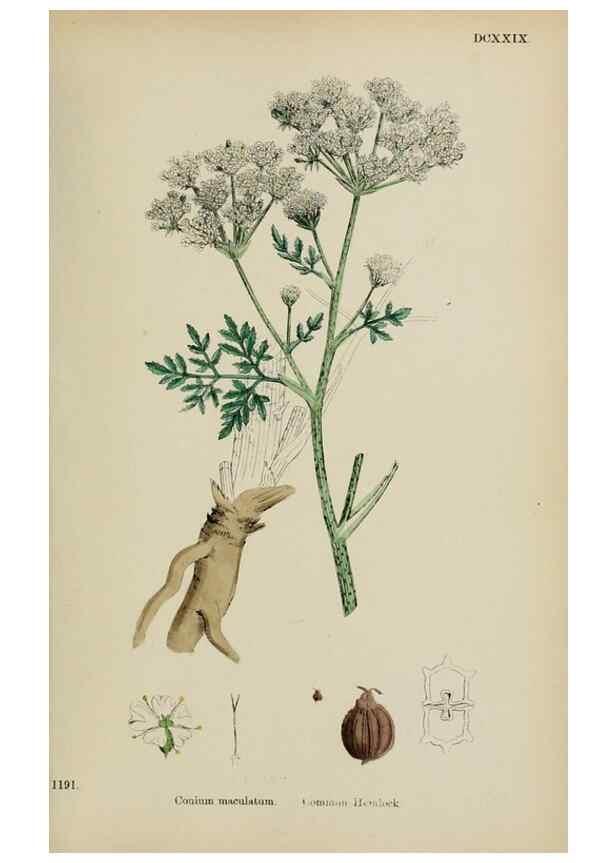 Reproducción/Reproduction 48717592702: English botany, or, Coloured figures of British plants /. London :R. Hardwicke,1863-1886.. 