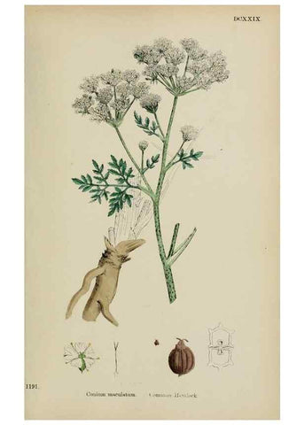 Reproducción/Reproduction 48717592702: English botany, or, Coloured figures of British plants /. London :R. Hardwicke,1863-1886.. 