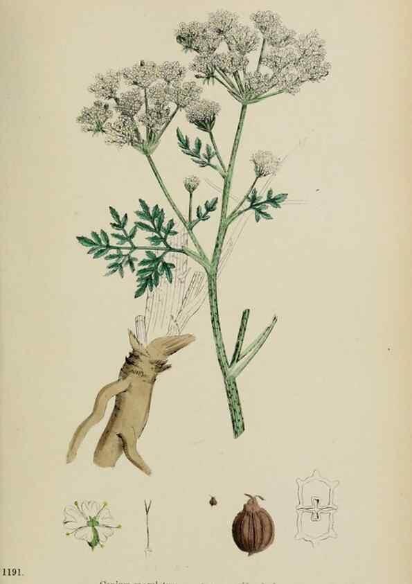 Reproducción/Reproduction 48717592702: English botany, or, Coloured figures of British plants /. London :R. Hardwicke,1863-1886.. 