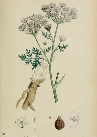 Reproducción/Reproduction 48717592702: English botany, or, Coloured figures of British plants /. London :R. Hardwicke,1863-1886.. 
