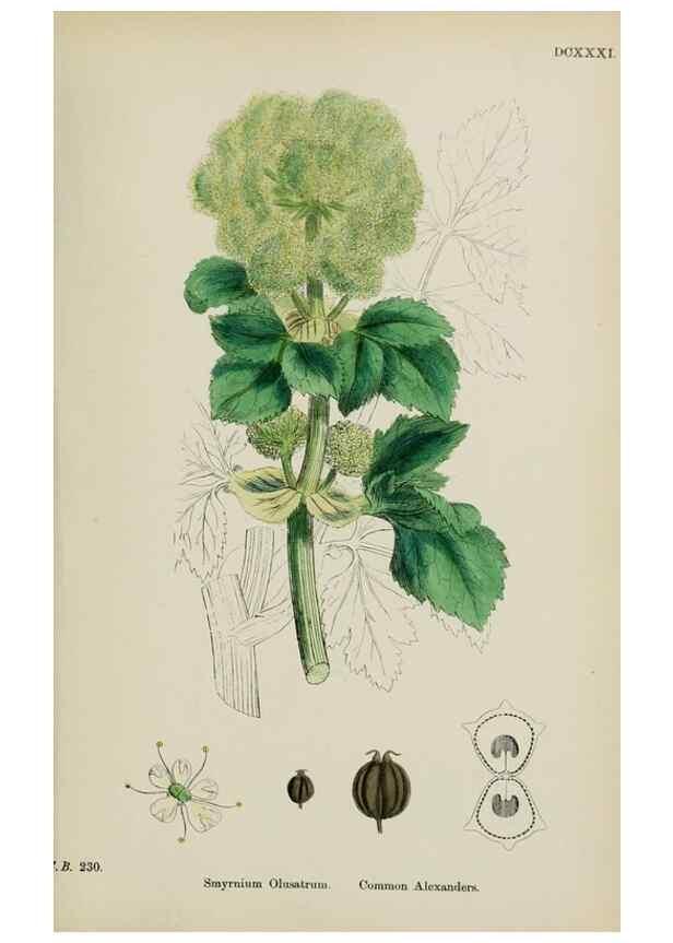 Reproducción/Reproduction 48717085798: English botany, or, Coloured figures of British plants /. London :R. Hardwicke,1863-1886.. 