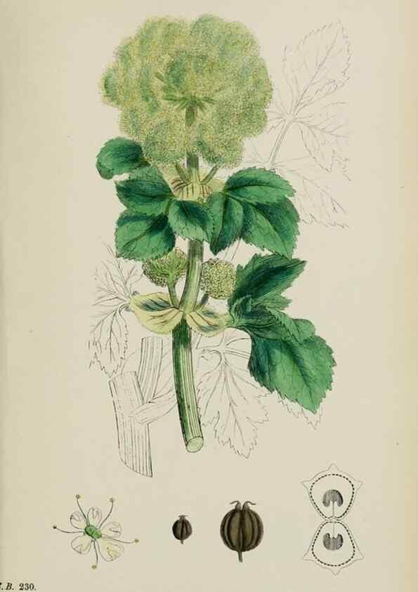 Reproducción/Reproduction 48717085798: English botany, or, Coloured figures of British plants /. London :R. Hardwicke,1863-1886.. 